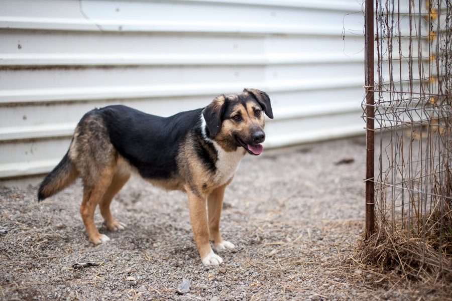 Tinka schaut schräg in die Kamera
