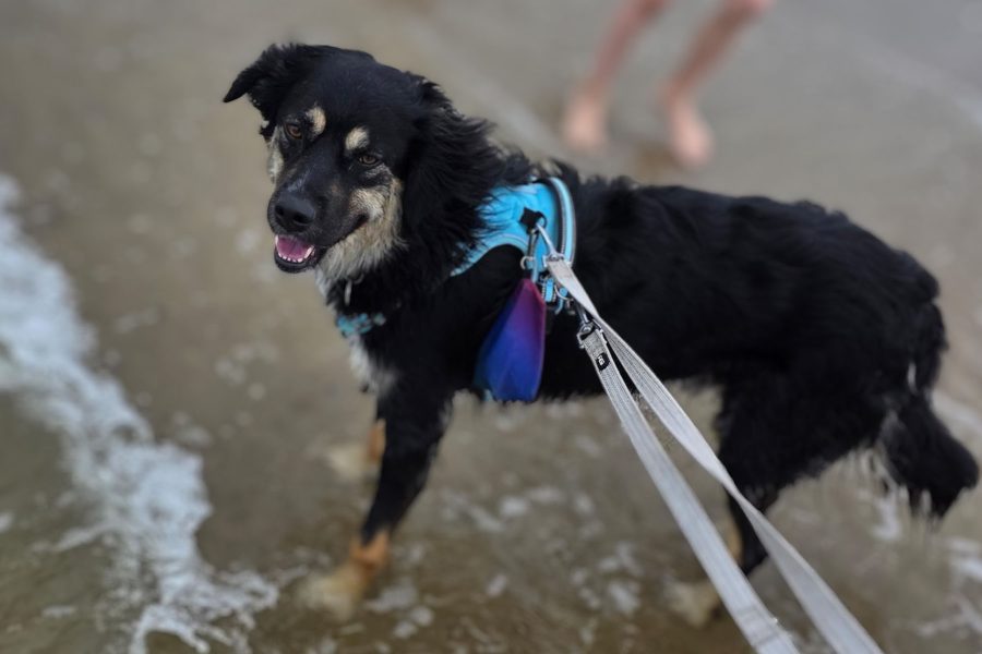 hund-aus-pflegestelle-retten-batman-hunderettung-europa