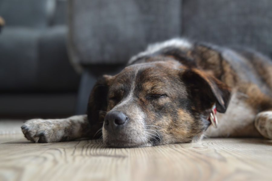 hund-aus-pflegestelle-retten-emilia-hunderettung-europa