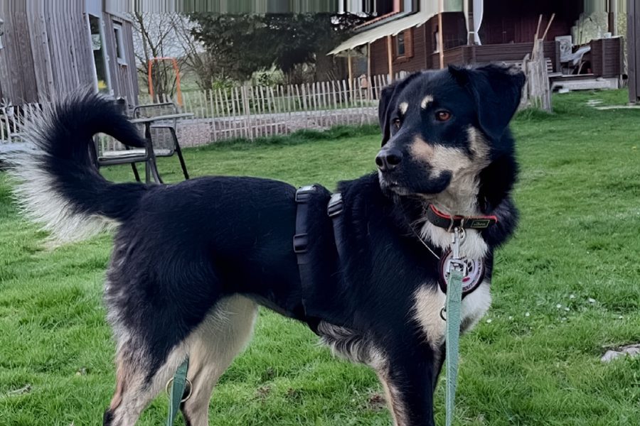 Lyka im Garten ihrer Pflegestelle