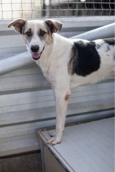 Mischlingshund Kaido mit Schlappohren schaut freundlich in die Kamera und wartet darauf adoptiert zu werden