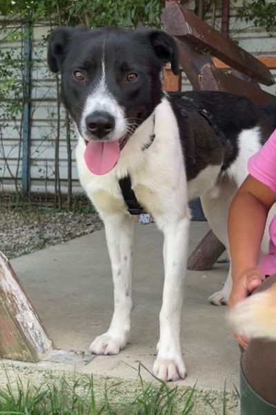 Weiß, schwarzer Hund Zeno mit Schlappohren schaut freundlich in die Kamera und wartet darauf adoptiert zu werden