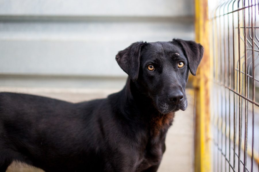 Cherry Steht vor ihrem Sheltergitter und schaut mit ihren leuchtenden Augen zur Seite in die Kamera
