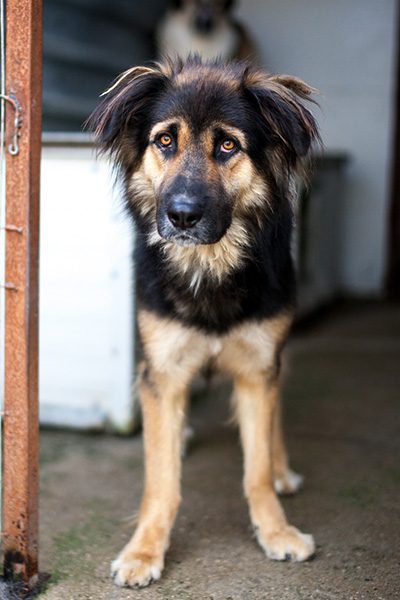 hund-aus-rumaenien-retten-koda-hunderettung-europa