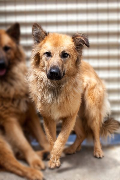 Otsoa in ihrem Shelter neben ihrem Bruder