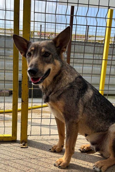 hund-aus-rumaenien-tierheim-abby-hunderettung-europa