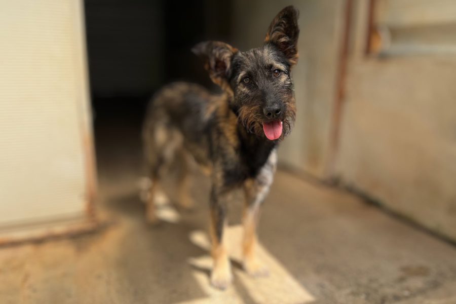 hund-aus-tierheim-adoptieren-caja-hunderettung-europa Kopie