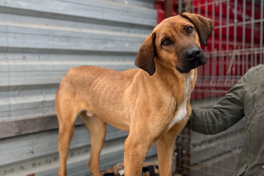 Buddy steht mit geneigtem Kopf im Shelter