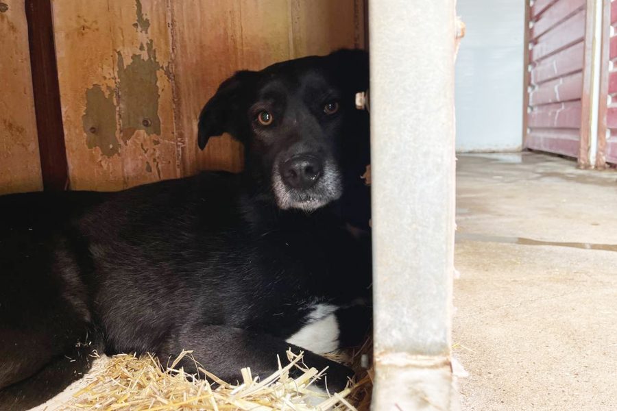 Chicago liegt in einer Hundehütte