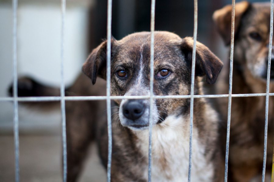Hündin Emilia steht und schaut zur Kamera.