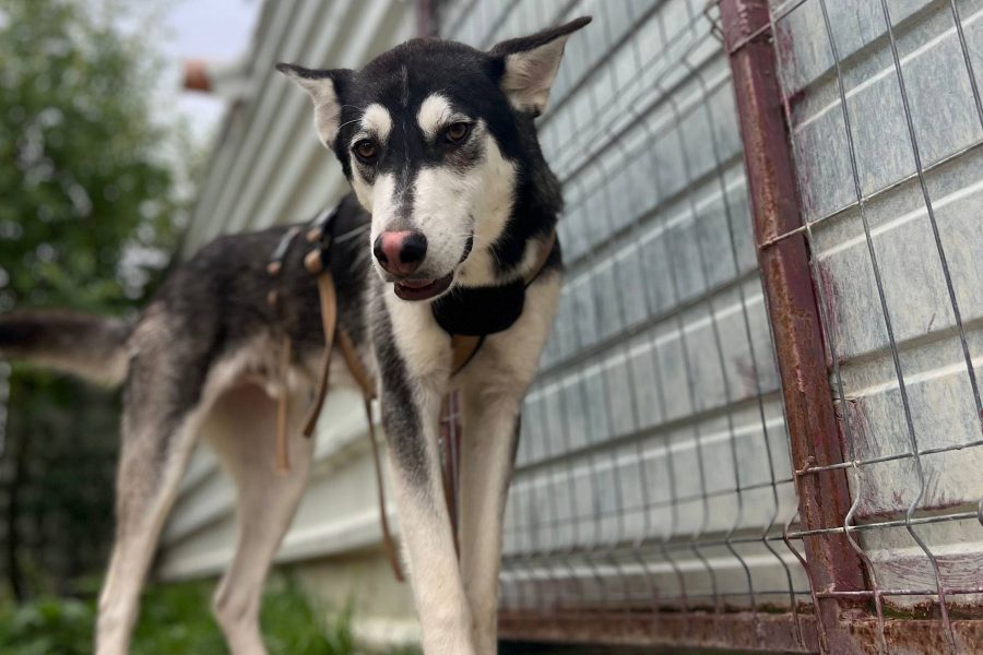 Fenrir schaut von oben in die Kamera