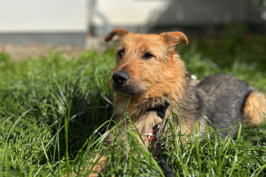 hund-aus-tierheim-retten-fido-hunderettung-europa