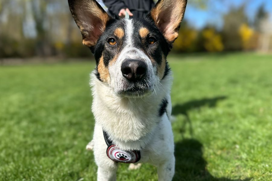 Flash ist draußen an der Leine und lächelt in die Kamera.