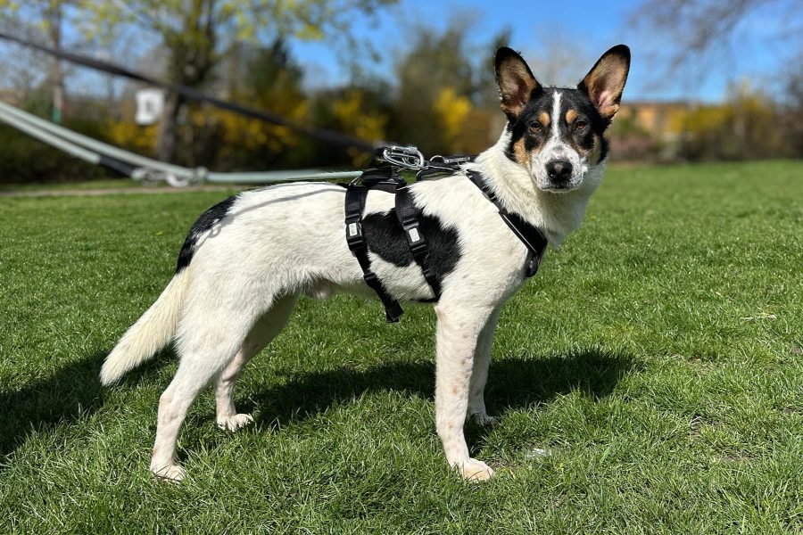 hund-aus-tierheim-retten-flash-hunderettung-europa