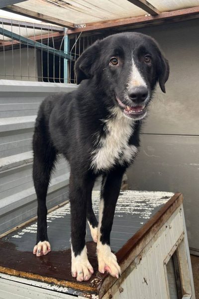 Eine Nahaufnahme des schwarz-weißen Rüden Harry