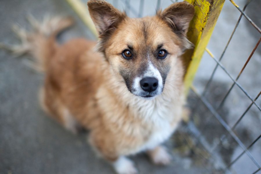 Rüde Jason schaut neugierig in die Kamera.