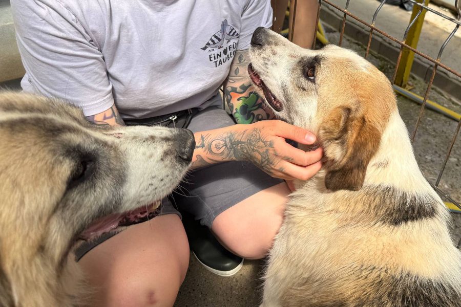 hund-aus-tierheim-retten-nouri-hunderettung-europa