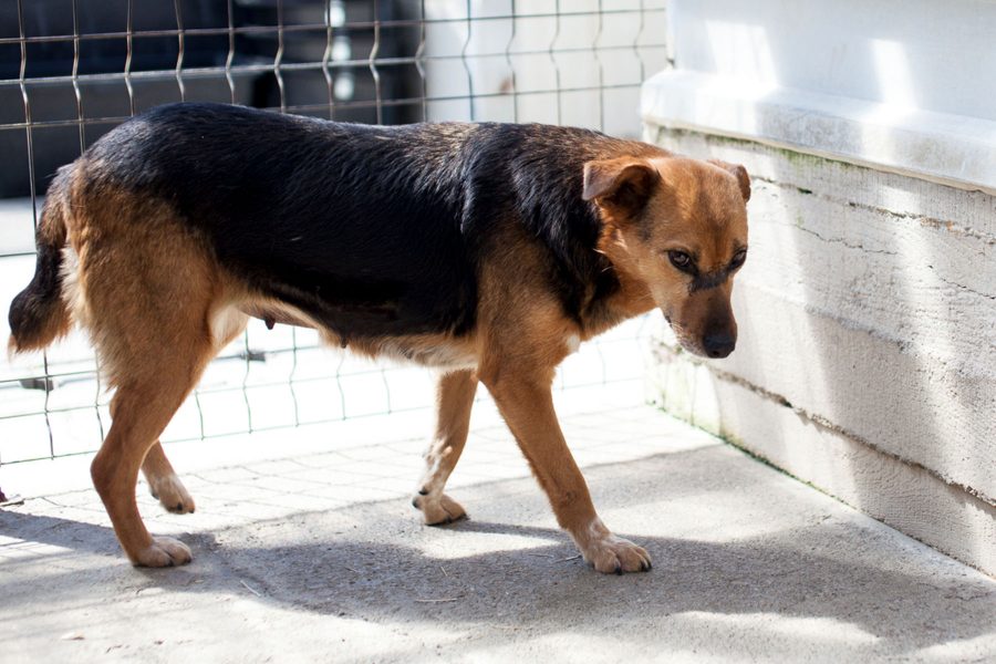 hund-aus-tierschutz-retten-shiva-hunderettung-europa