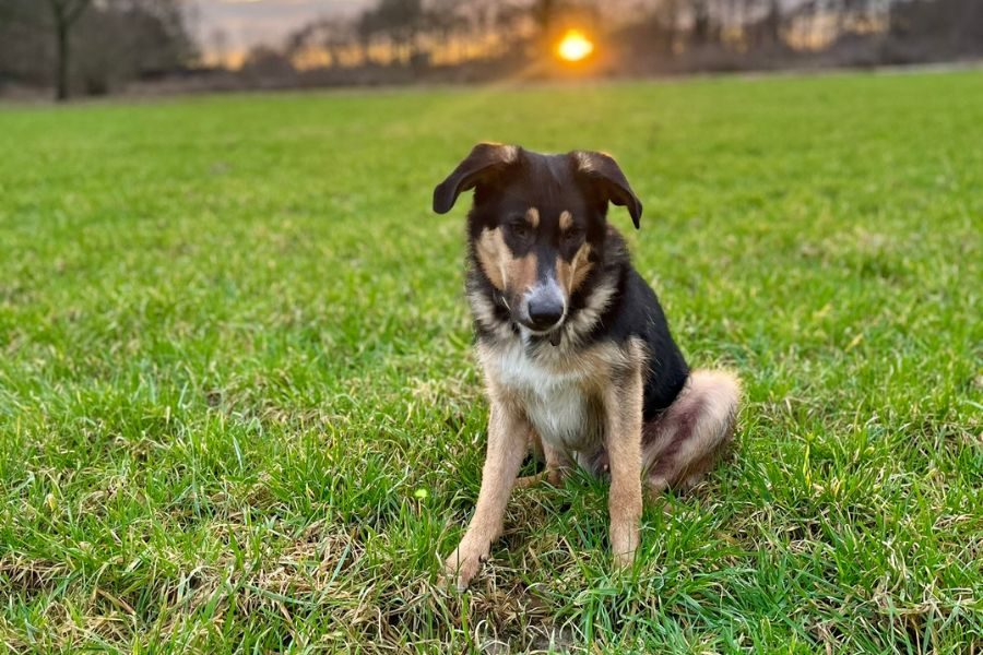 hund-burrito-zuhause-gefunden-hunderettung-europa