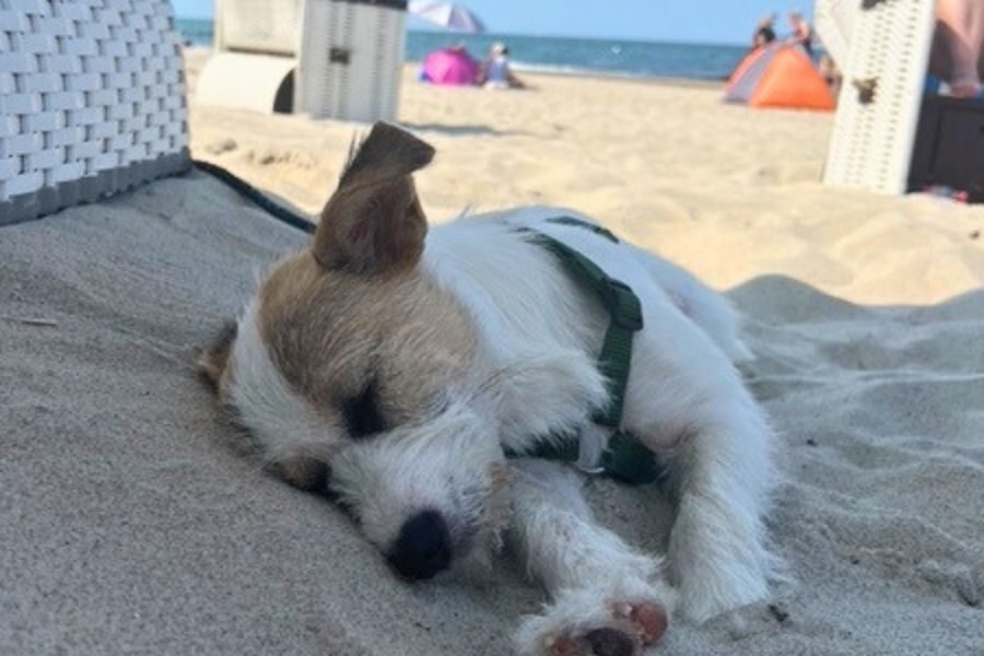 Ein kleiner Hund schläft am Strand.