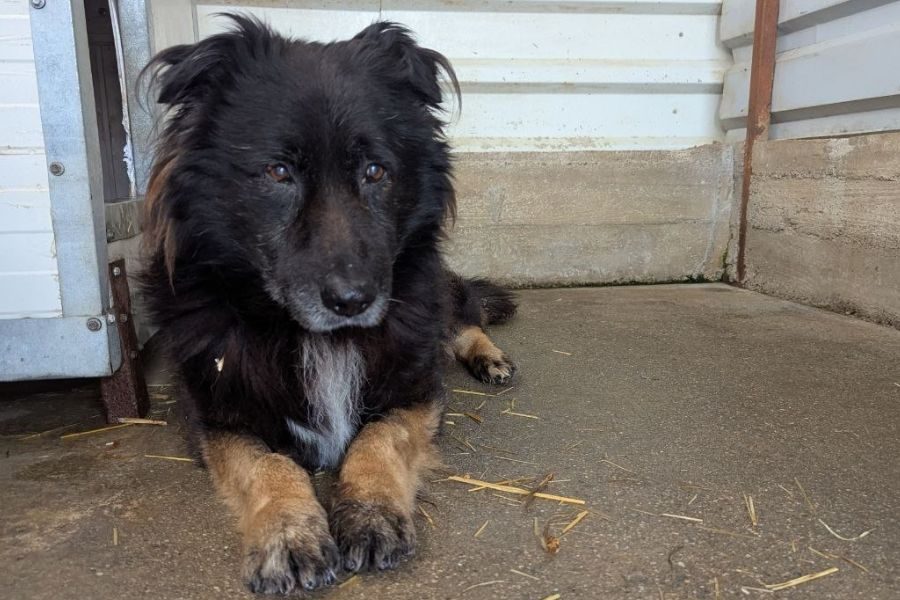 Ein mittelgroßer Hund mit flauschigen Knickohren liegt auf dem Boden frontal zur Kamera