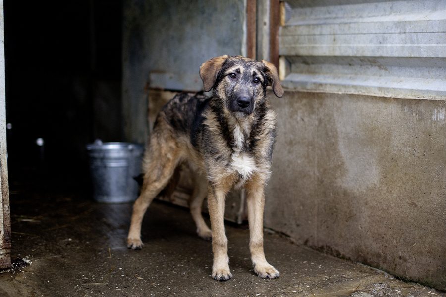 Scone steht mit schräg gelegtem Kopf im Shelter und schaut in die Kamera