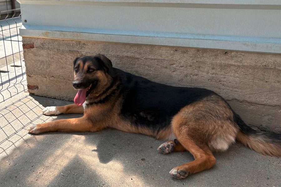 Tinka liegt im Shelter