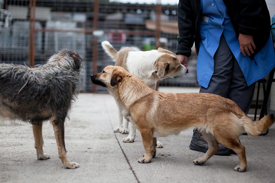 Vicky schnuppert an einem anderen Hund