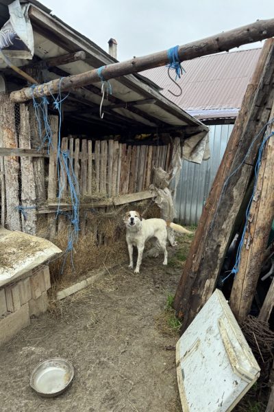 Hunde und Bewohner erst skeptisch