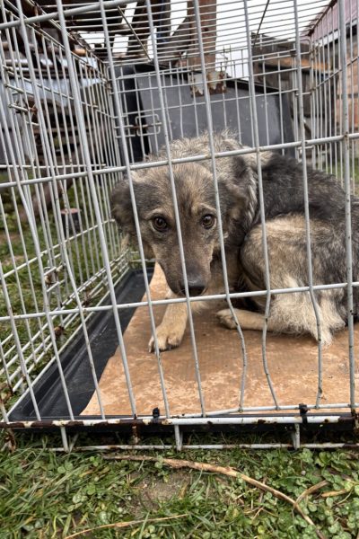 ...und immer mehr Hunde