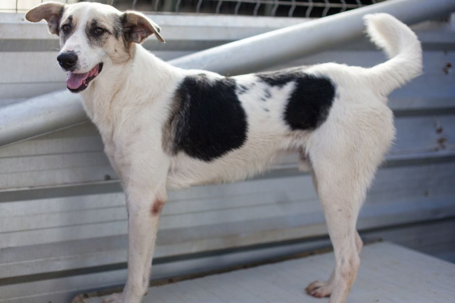 Mischlingshund Kaido mit Schlappohren schaut freundlich in die Kamera und wartet darauf adoptiert zu werden