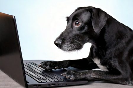 hund-laptop-ki-künstliche-intelligenz-hunderettung-europa
