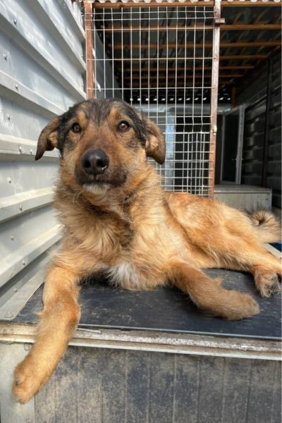 Der braune Rüde Taco schaut in die Kamera.