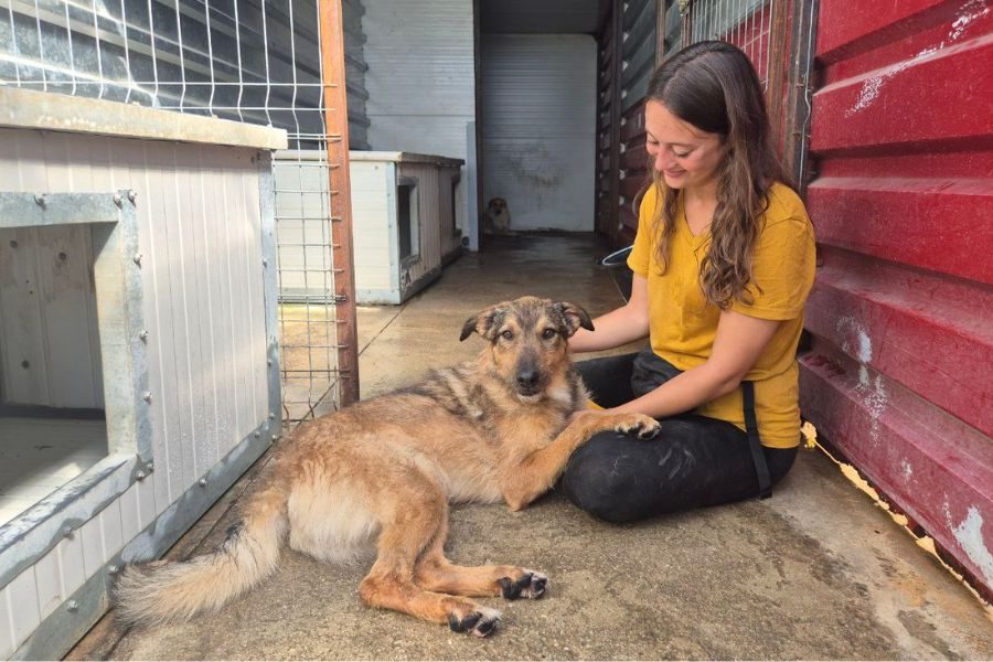 Der braune Rüde Taco schaut in die Kamera.