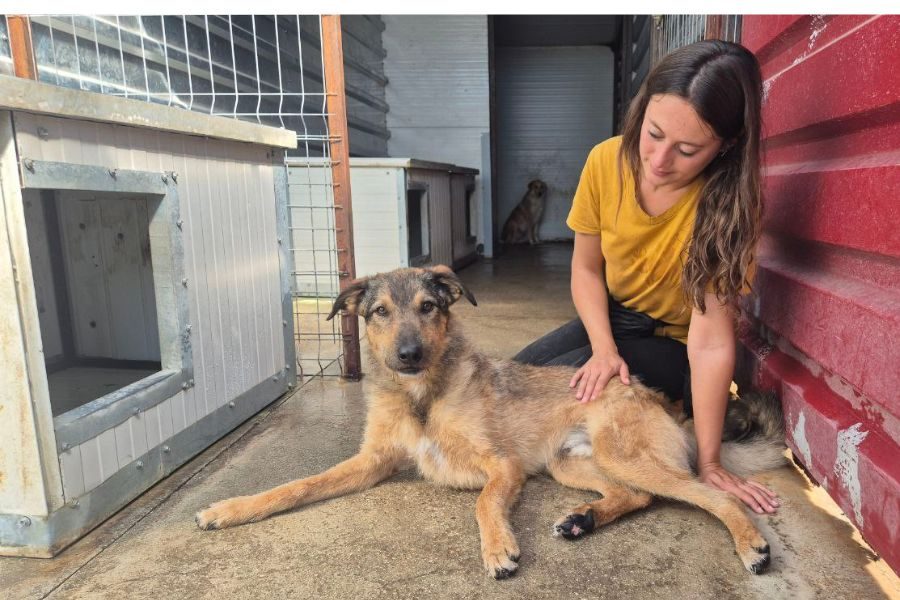 Der braune Rüde Taco schaut in die Kamera.