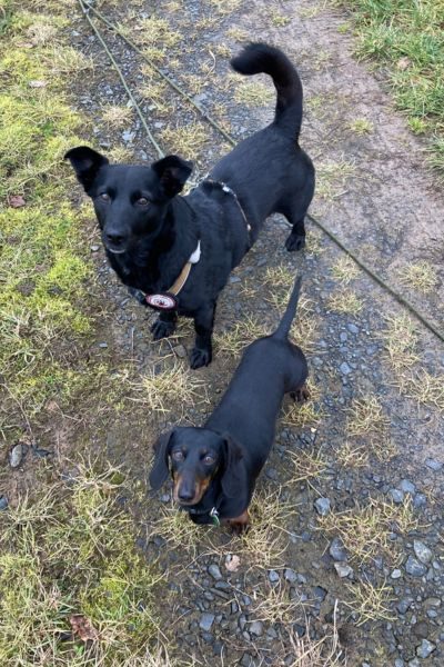 Ein kleiner und ein mittelgroßer Hund stehen auf einer Wiese und schauen in die Kamera.