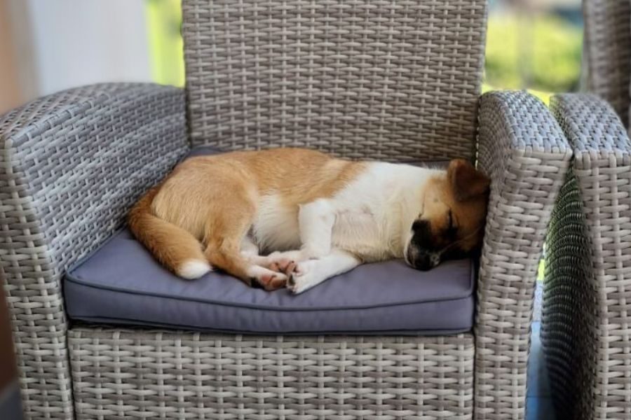 Ein kleiner Hund liegt auf einem Gartensessel und schläft.
