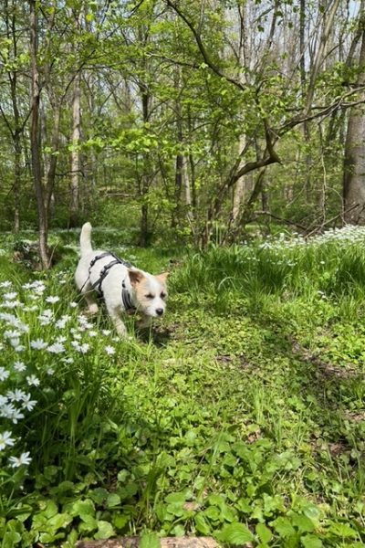 Ein kleiner Hund läuft durch den Wald.