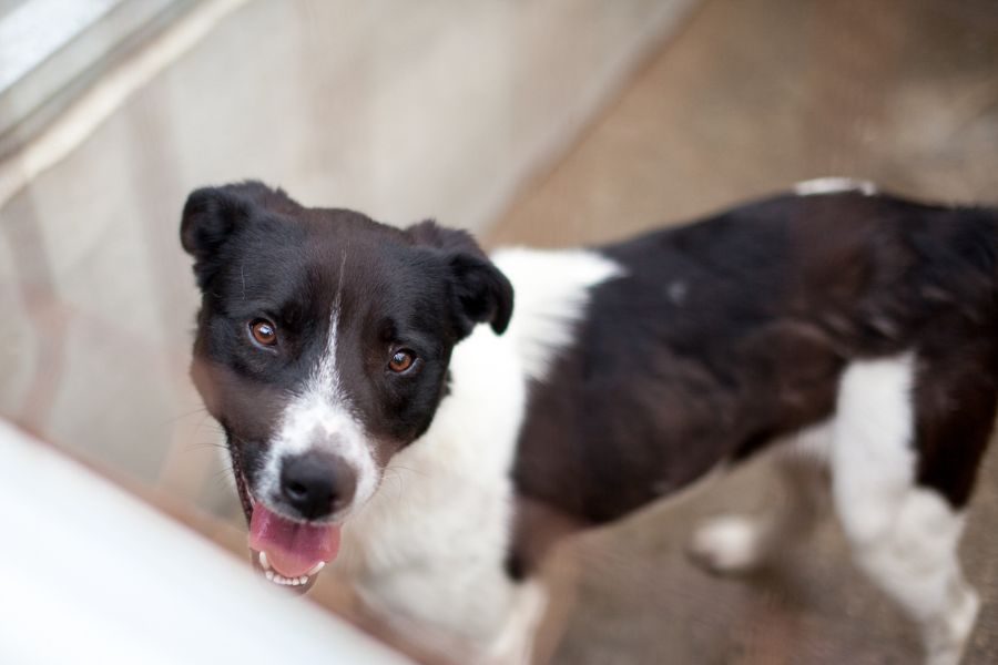 Weiß, schwarzer Hund Zeno mit Schlappohren schaut freundlich in die Kamera und wartet darauf adoptiert zu werden