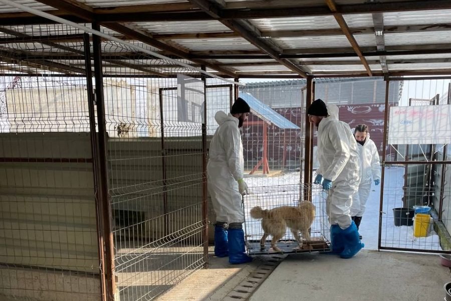hunde-quarantaenezwinger-rumaenien-hunderettung-europa