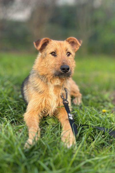Der dreifarbige Rüde Fido schaut in die Kamera.