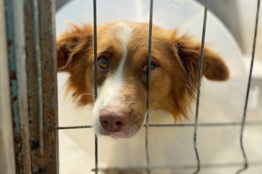 hundevermittlung-ruemaenien-nino-hunderettung-europa