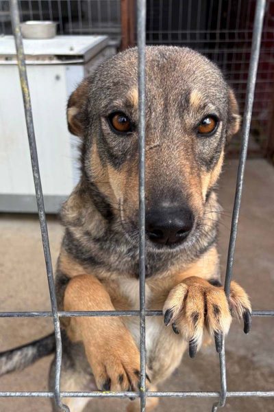 Die braune Hündin Abby sitzt im Shelter und schaut traurig mit angelegten Ohren durch das Gitter Richtung Kamera