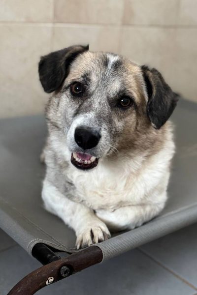 Ennio liegt auf seiner Hundeliege im Shelter und schaut keck in die Kamera.