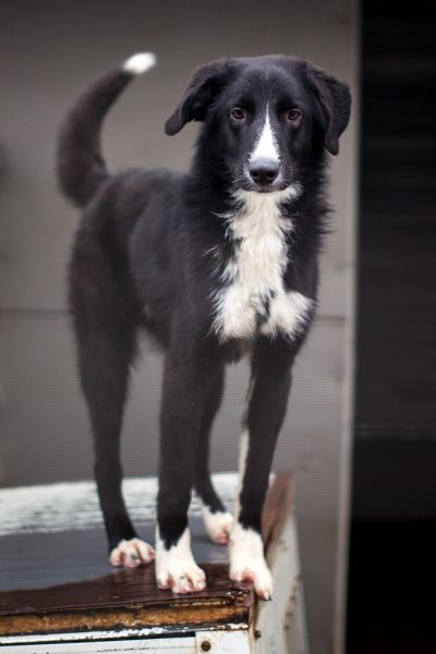 Eine Nahaufnahme des schwarz-weißen Rüden Harry