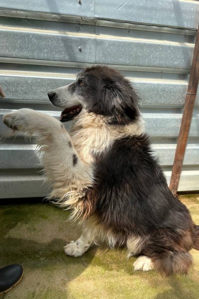 jula-alten-hund-adoptieren-gnadenplatz-hunderettung-europa