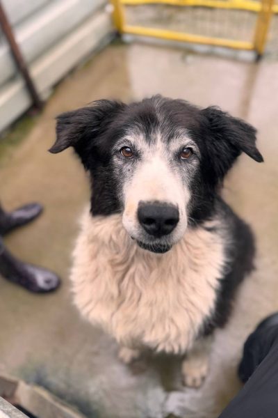 jula-gnadenplatz-alten-hund-adoptieren-hunderettung-europa