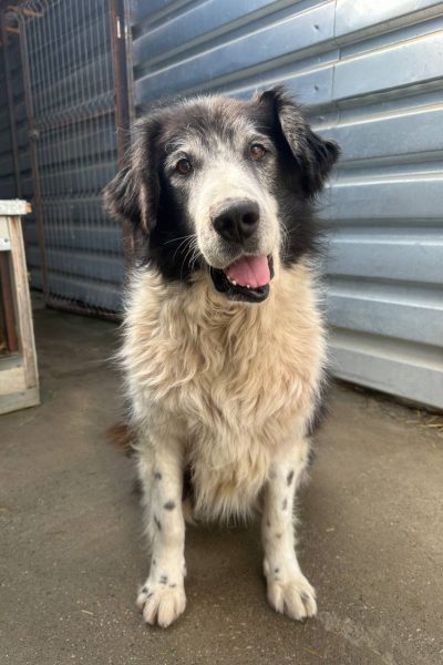 jula-senior-hund-gnadenplatz-hunderettung-europa