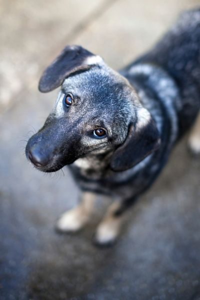 Die graue Junghündin Fenchel schaut in die Kamera