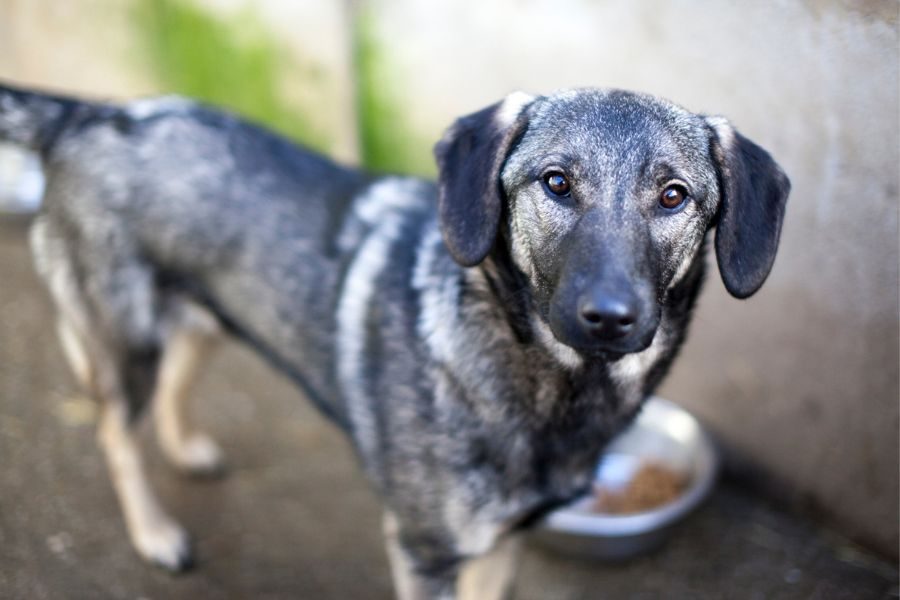 Die graue Junghündin Fenchel schaut in die Kamera